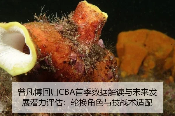 曾凡博回归CBA首季数据解读与未来发展潜力评估：轮换角色与技战术适配