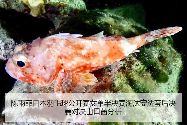 chen-yu-fei-ri-ben-yu-mao-qiu-gong-kai-sai-nv-dan-ban-jue-sai-tao-tai-an-xi-ying-hou-jue-sai-dui-jue-shan-kou-qian-fen-3-816.jpg
